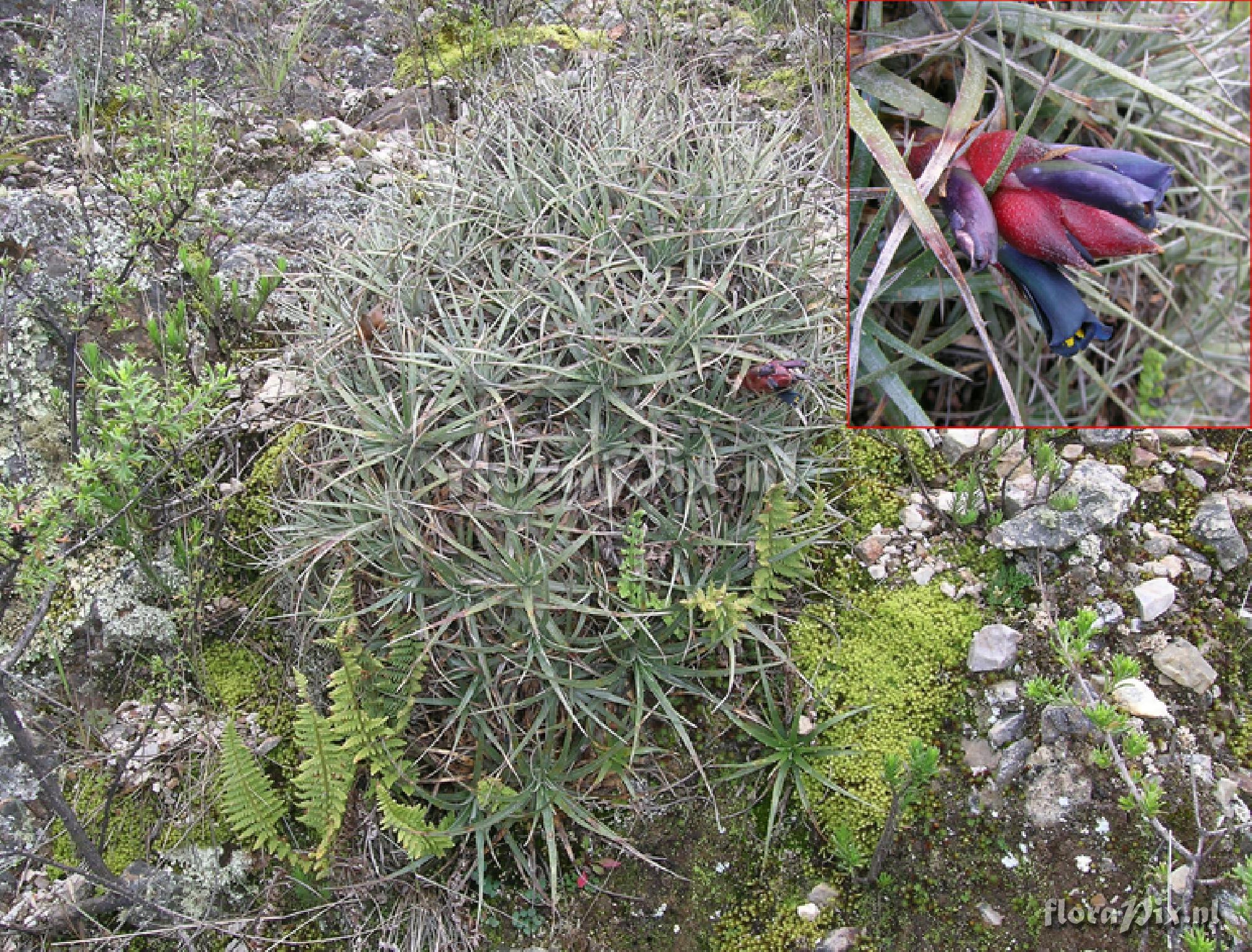 Puya medica