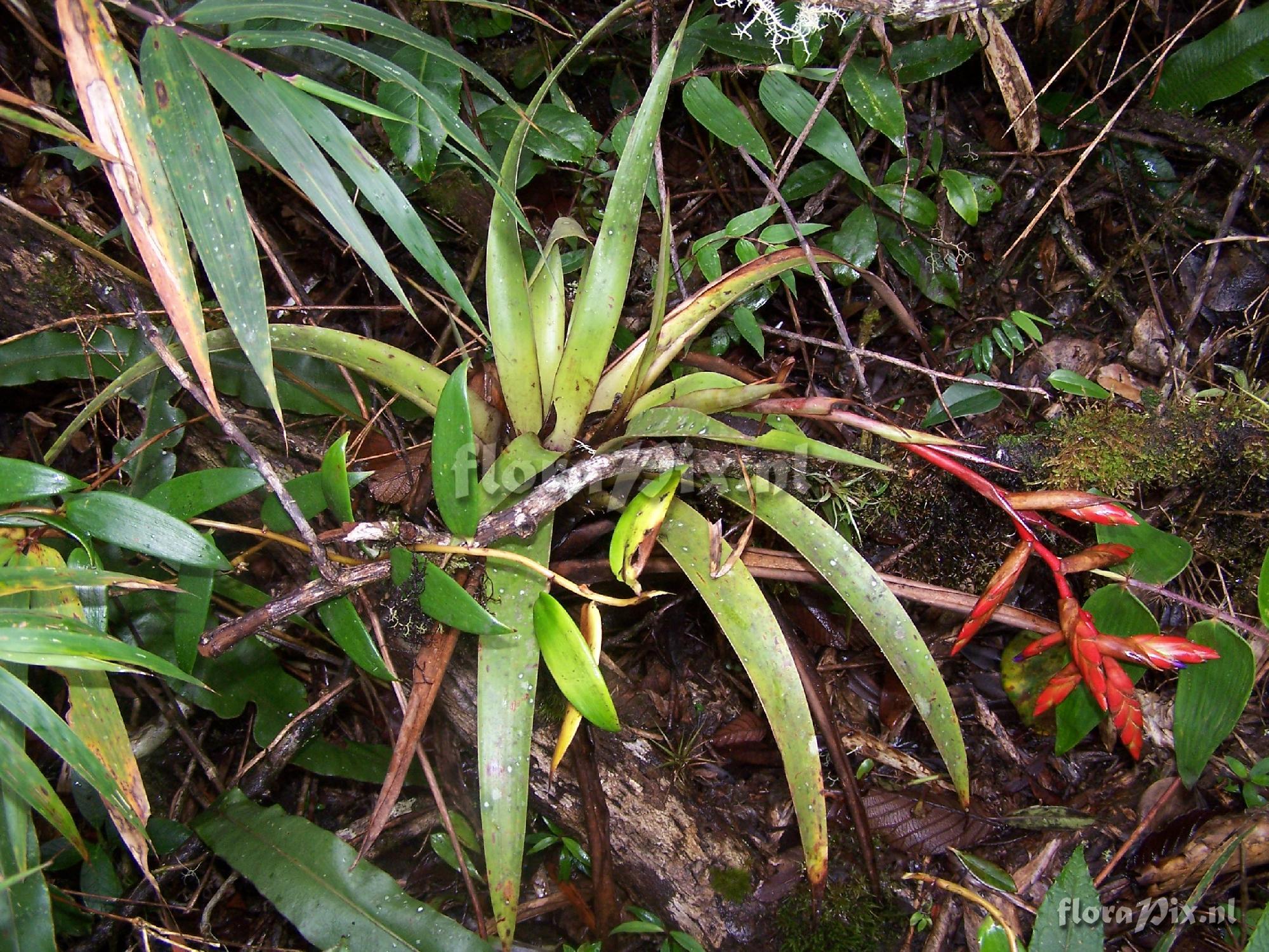 Tillandsia cf. confinis