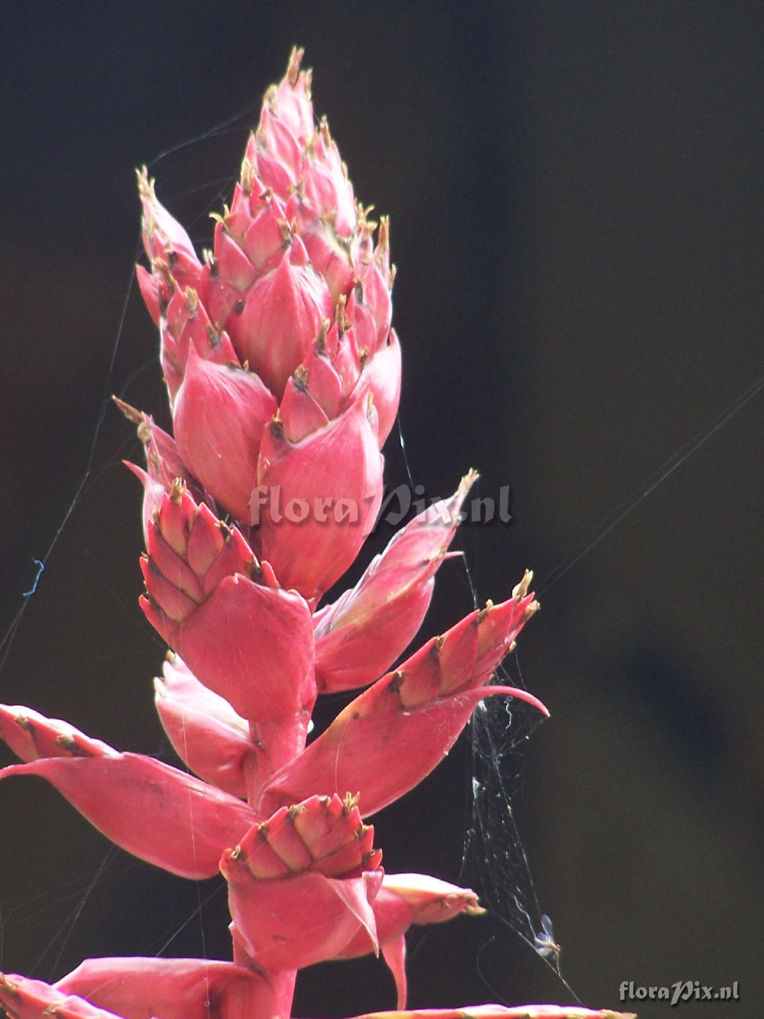 Tillandsia sp.