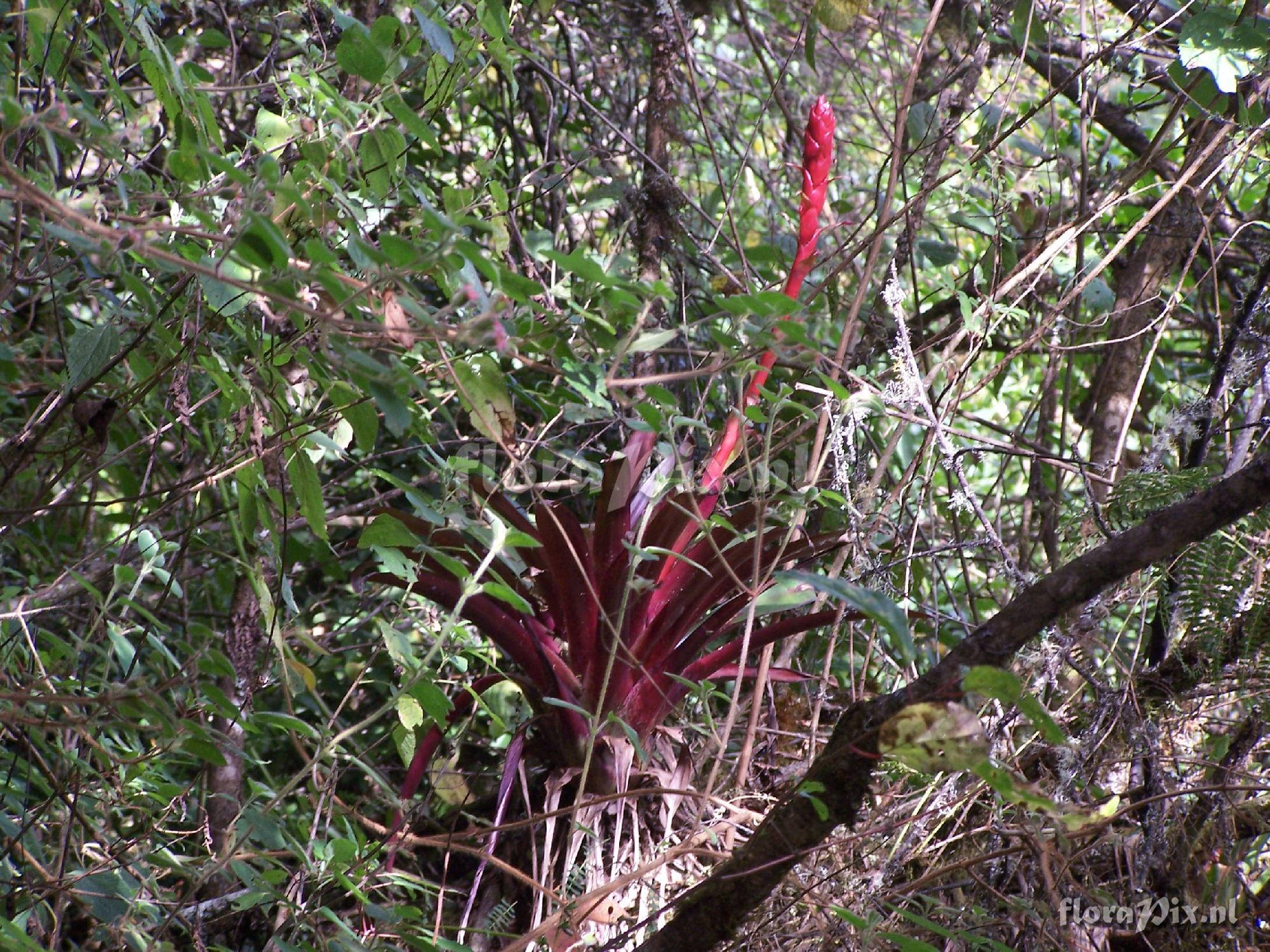 Tillandsia sp.