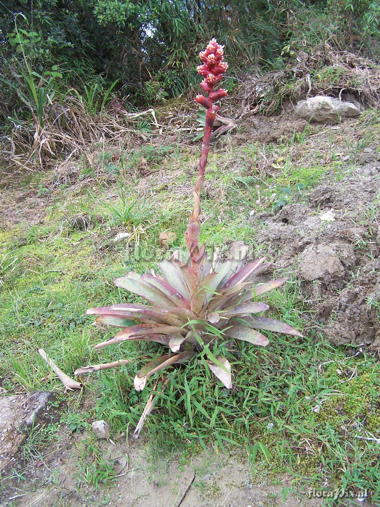 Guzmania sp.