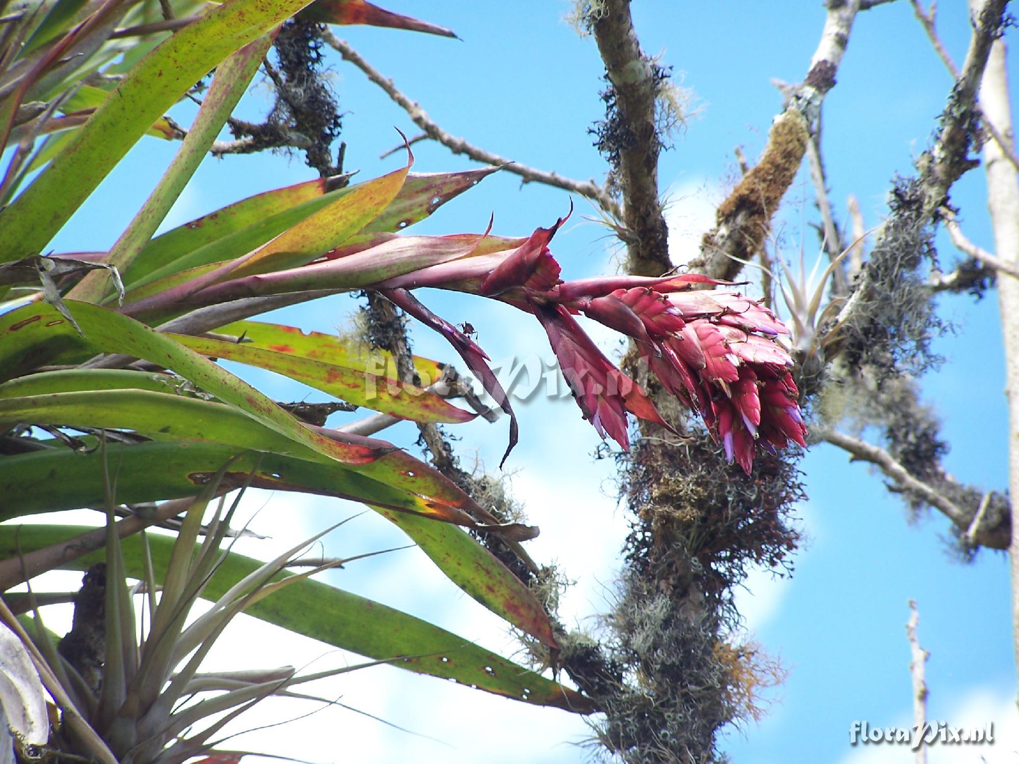 Tillandsia sp.