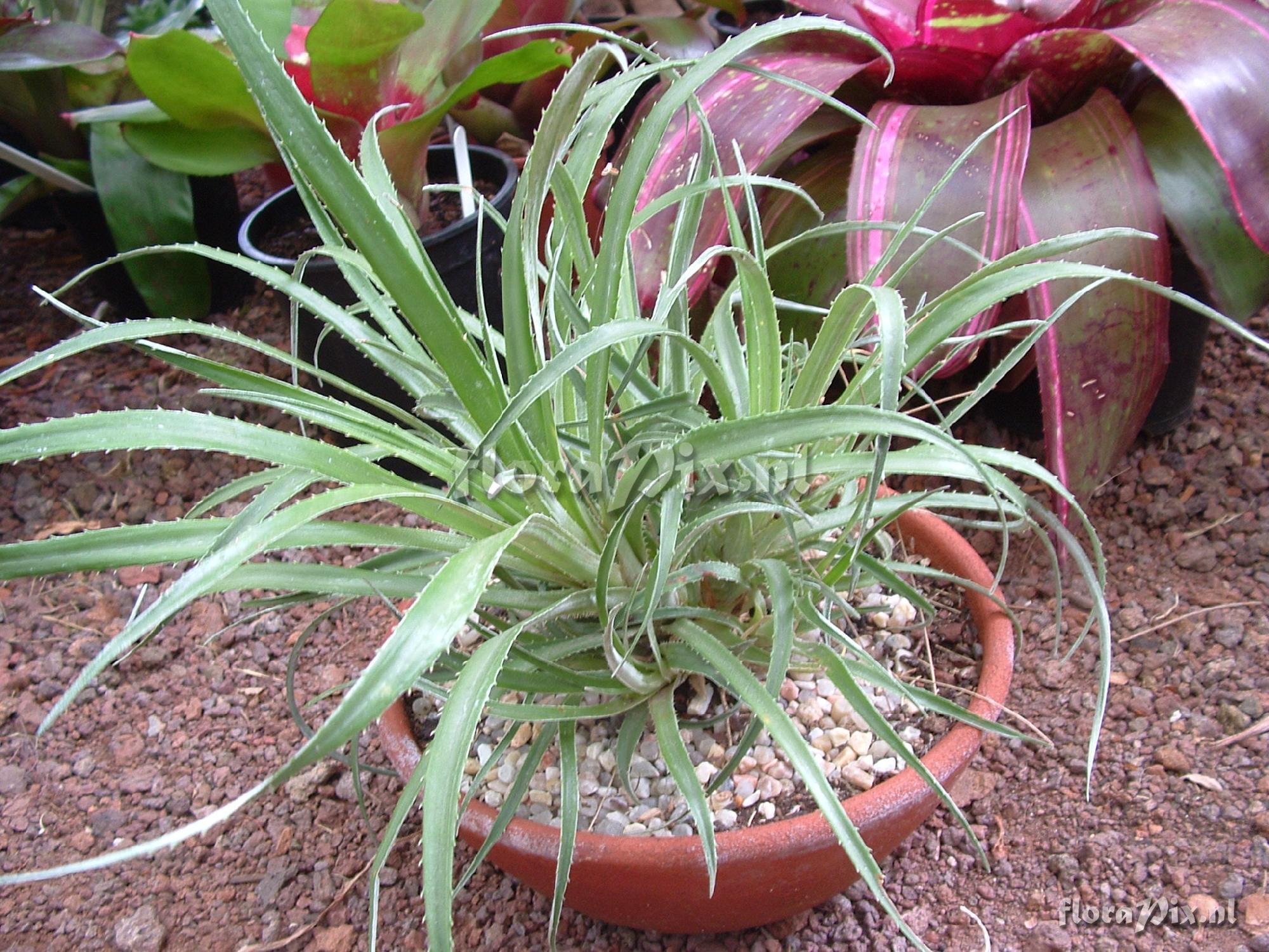 Fascicularia bicolor ? 