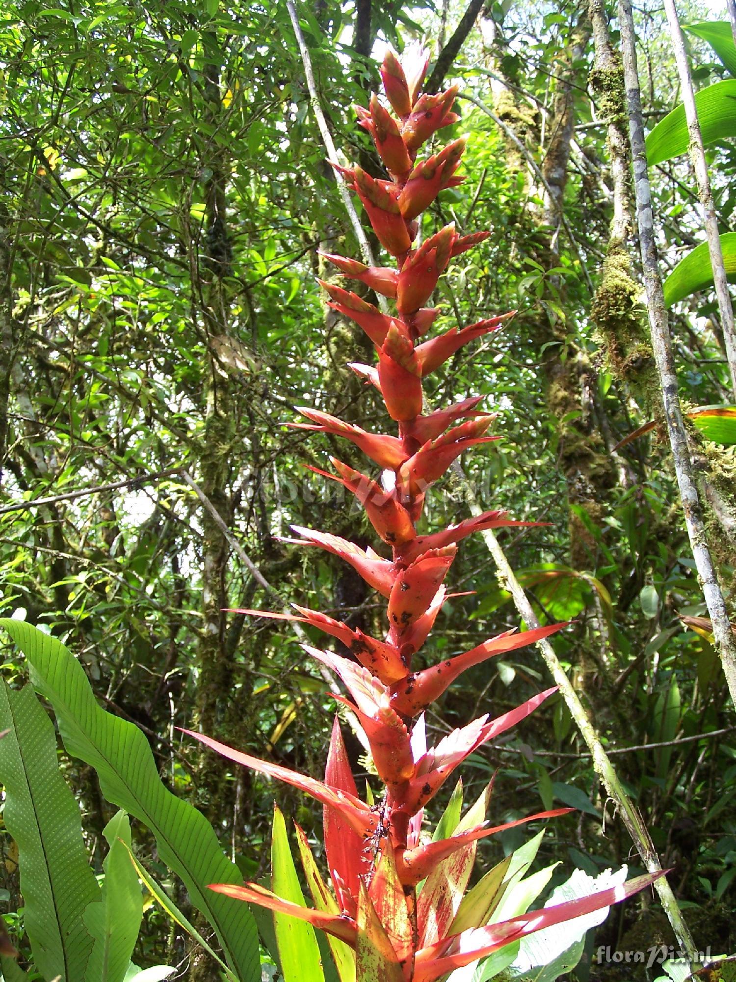 Tillandsia sp.