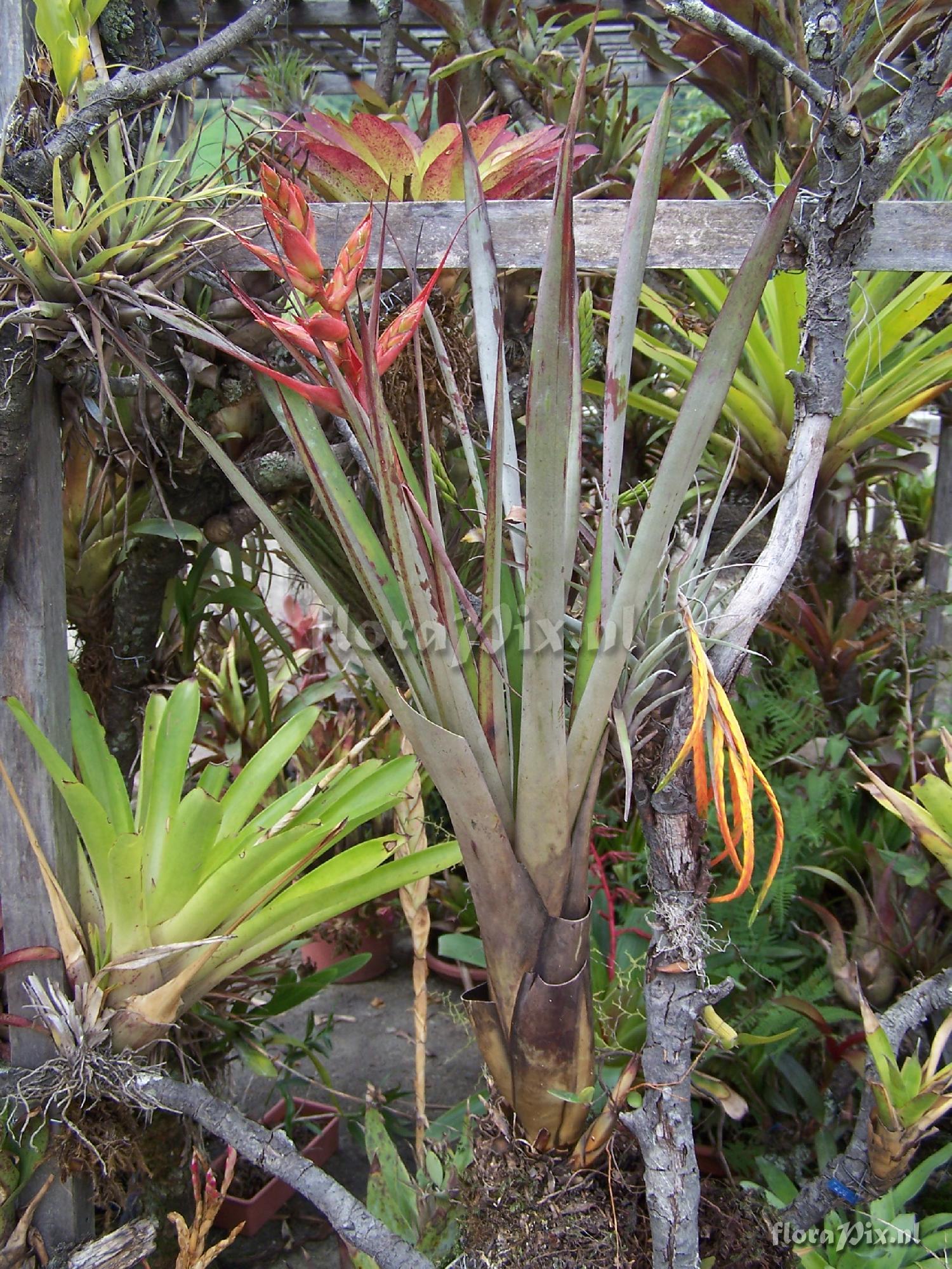 Tillandsia confinis var. caudata