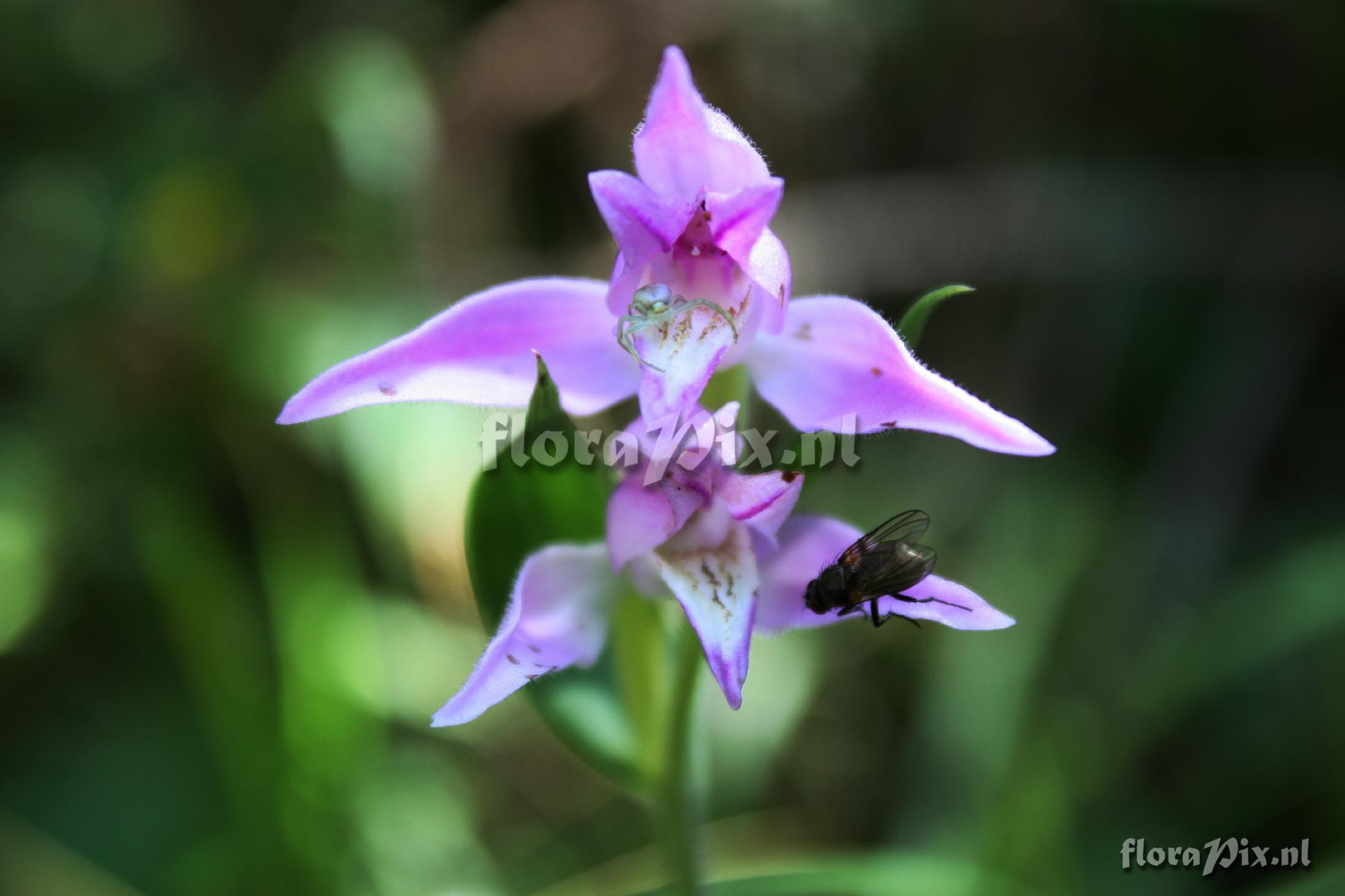 Cephalanthera rubra (Linne) L.C.M. Richard 1818