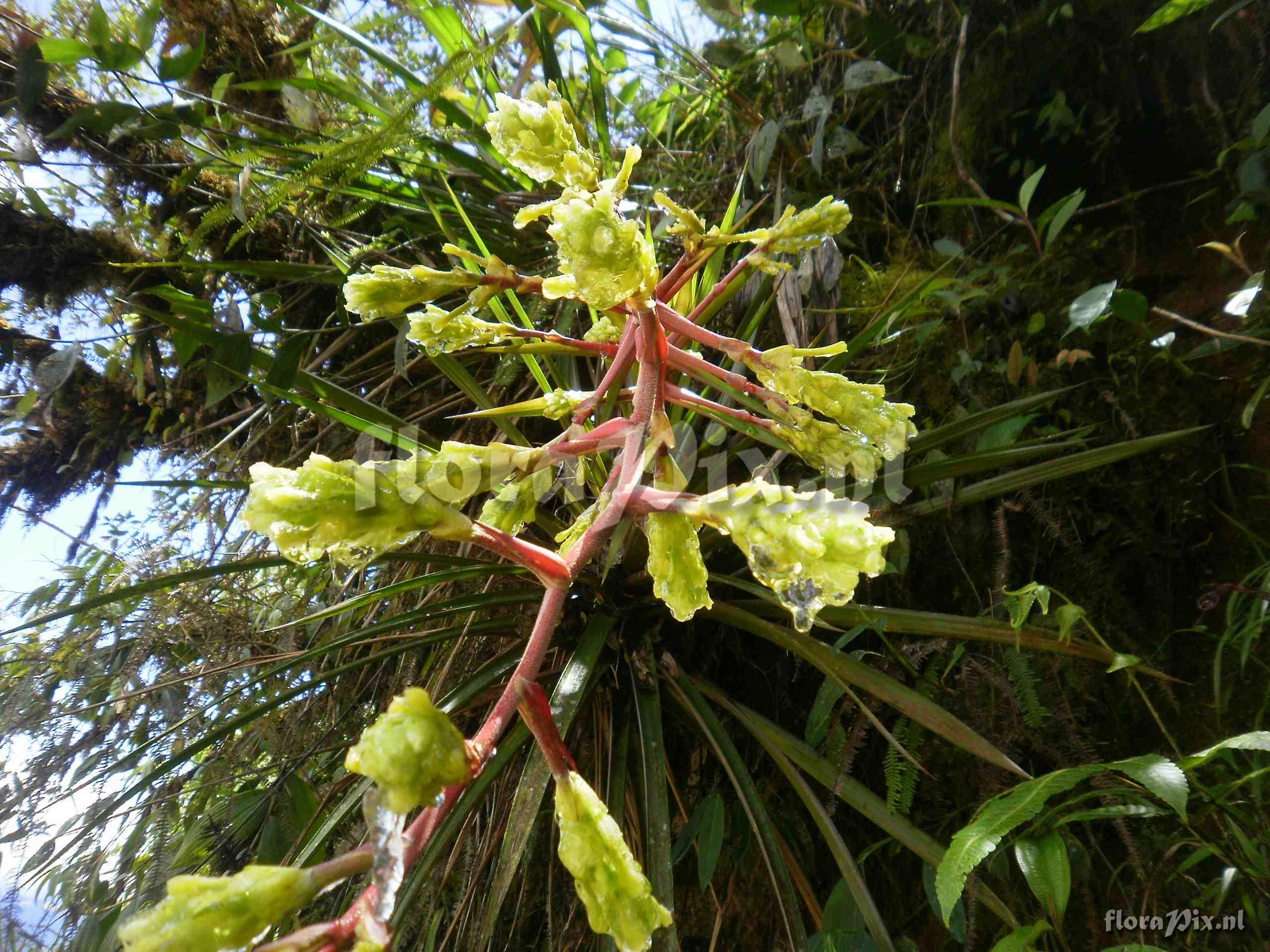 Guzmania rugosa