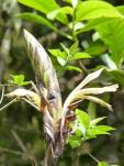 Pitcairnia brunnescens