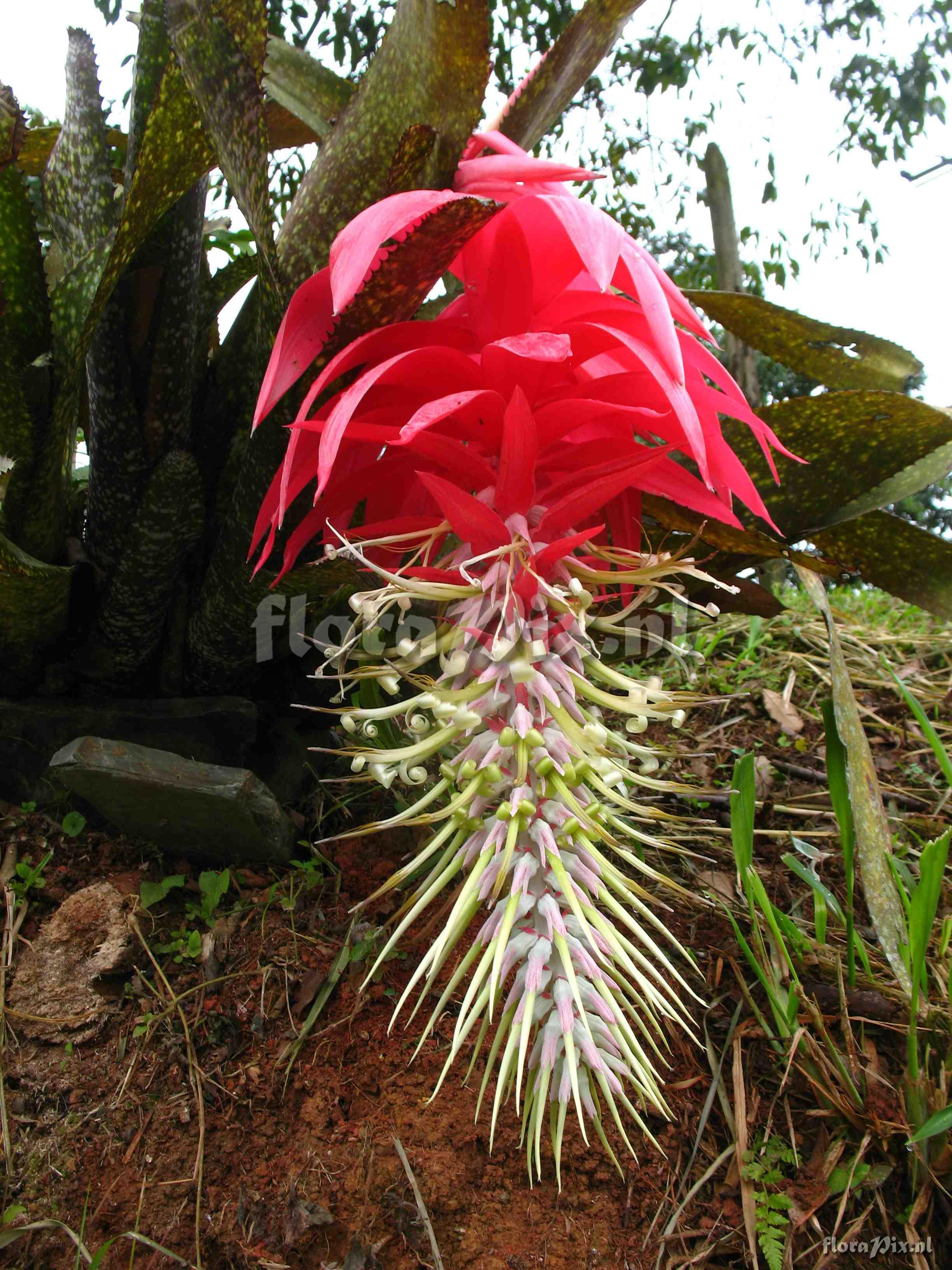 Billbergia stenopetala