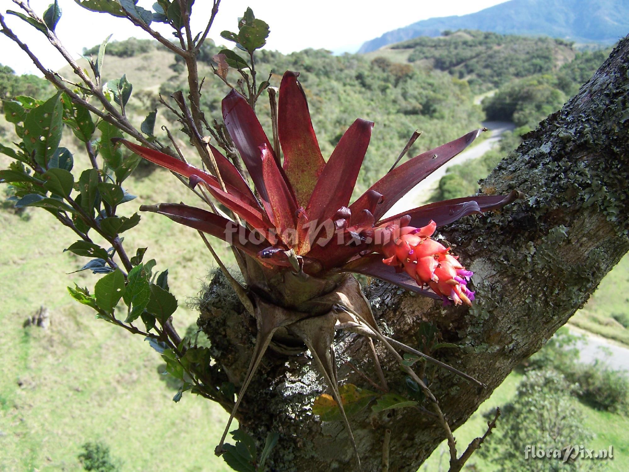 Tillandsia ionochroma