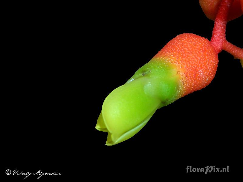 Aechmea racinae var. tubiforme