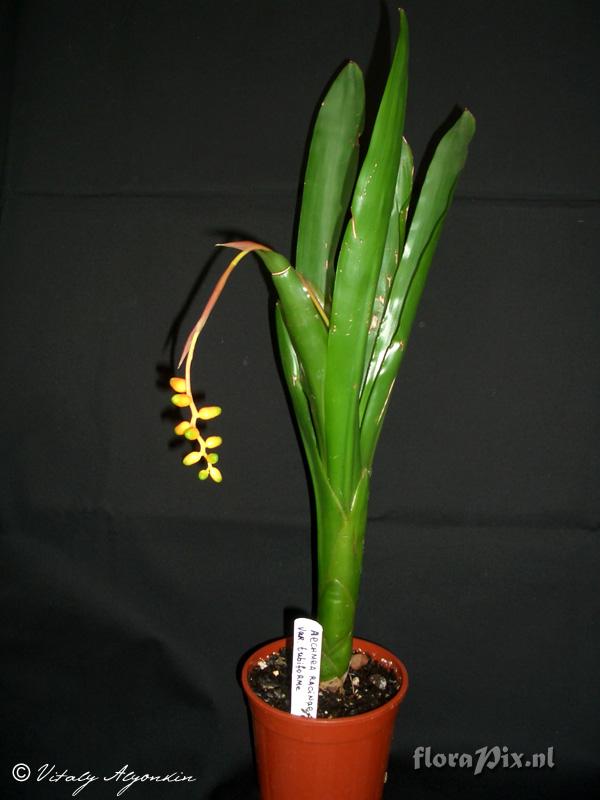 Aechmea racinae var. tubiforme