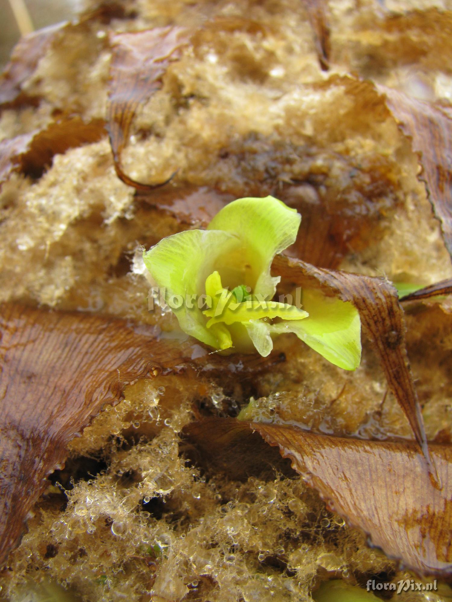 Puya membranacea