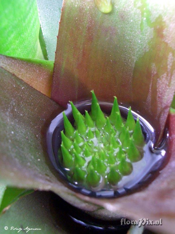 Neoregelia binotii