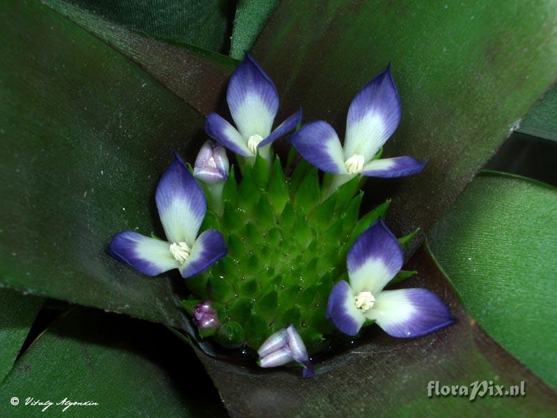 Neoregelia binotii