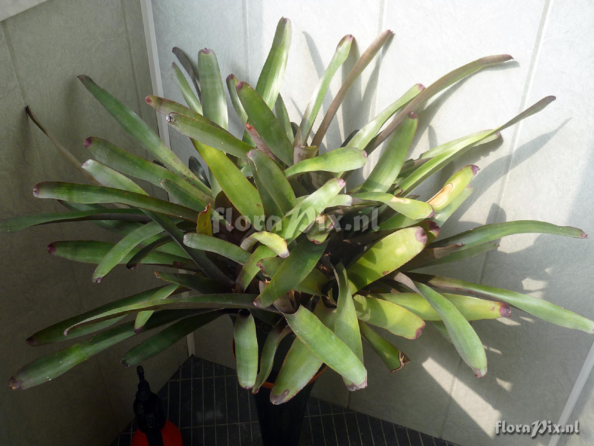 Neoregelia binotii