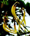 Loranthus sp. Loranthaceae