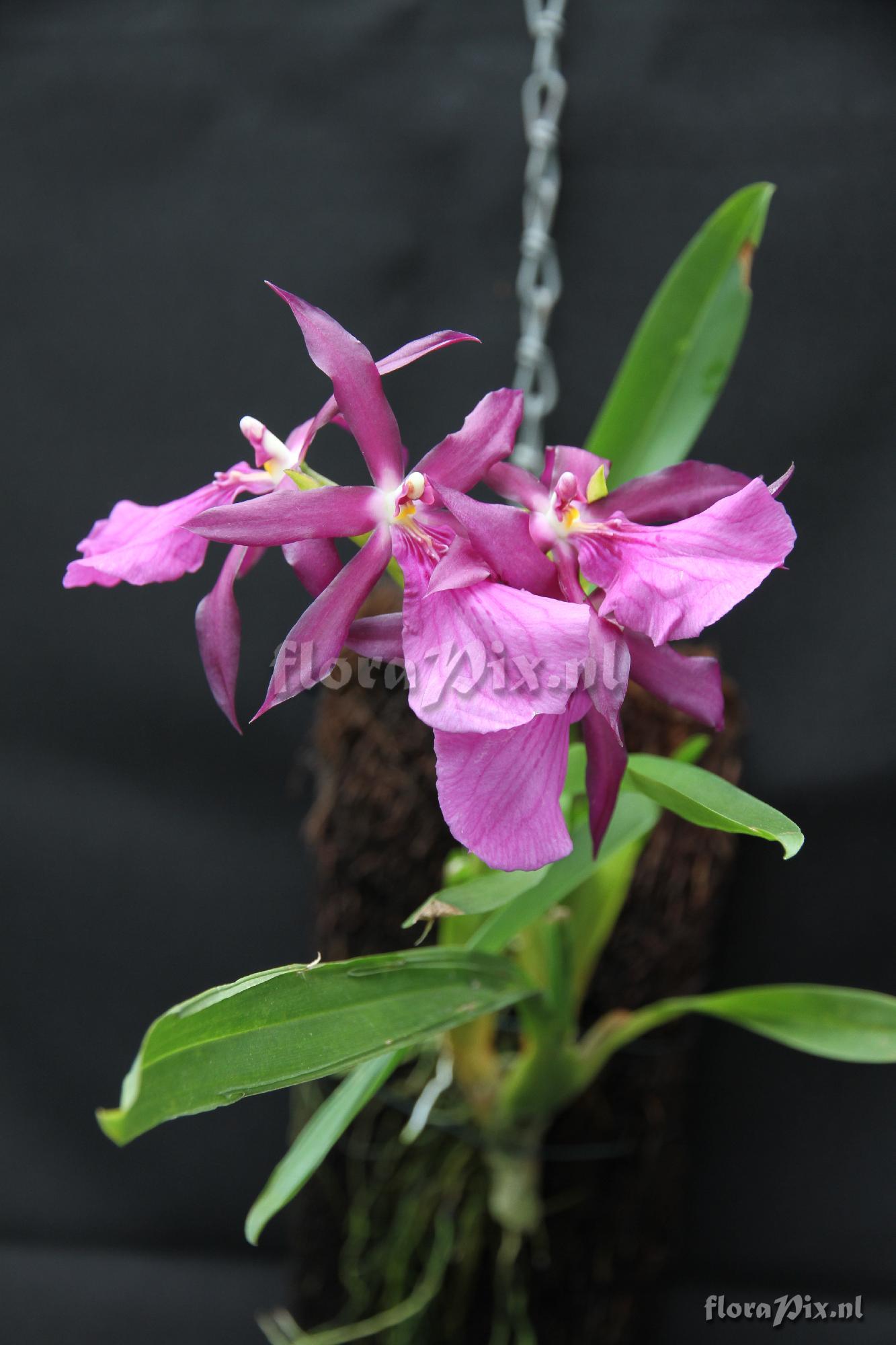 Miltonia spectabilis varieteit Moreliana