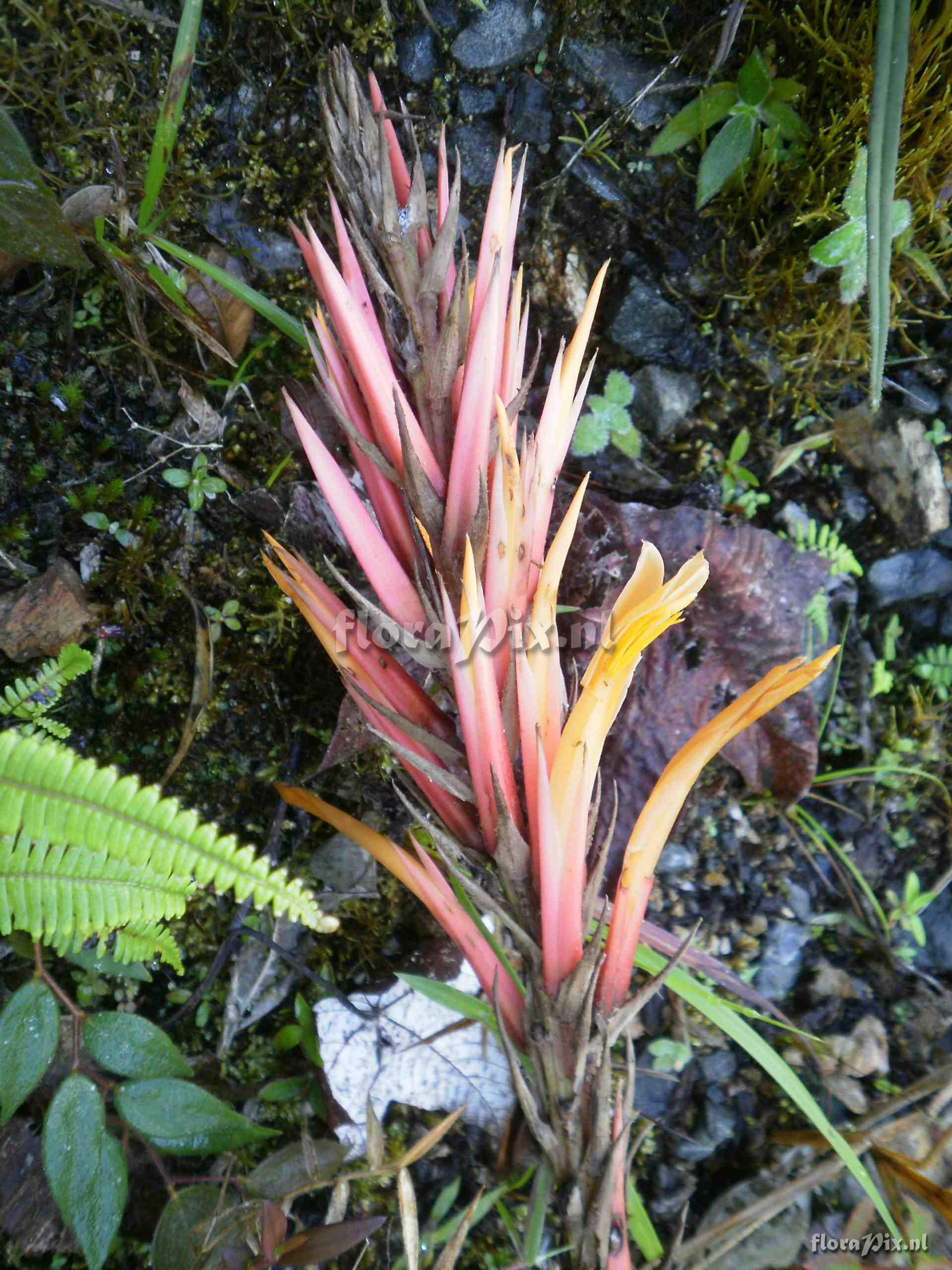 Pitcairnia dolichopetala