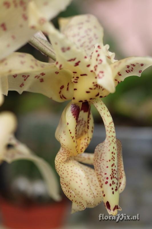 Stanhopea deltoidea