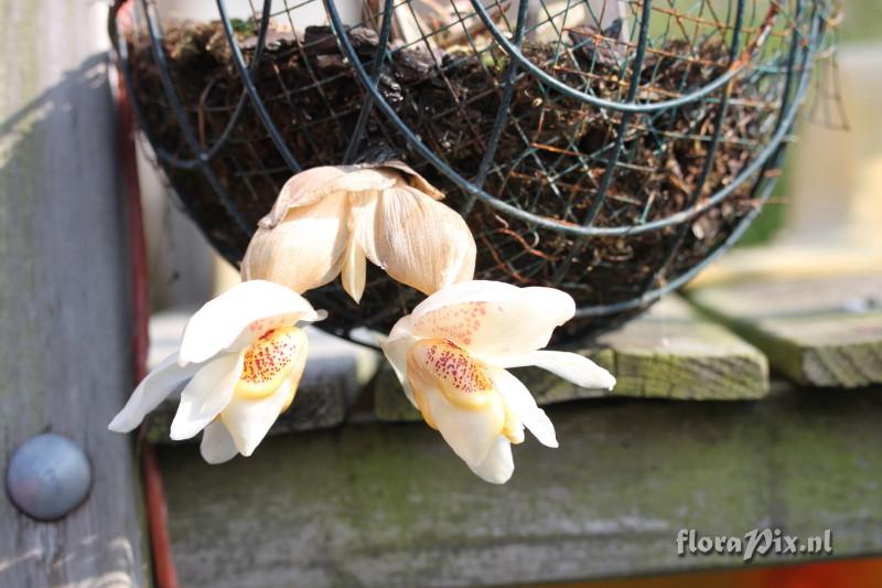 Stanhopea ecornuta