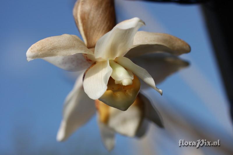 Stanhopea ecornuta