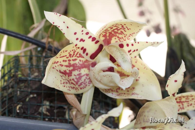 Stanhopea shuttleworthii