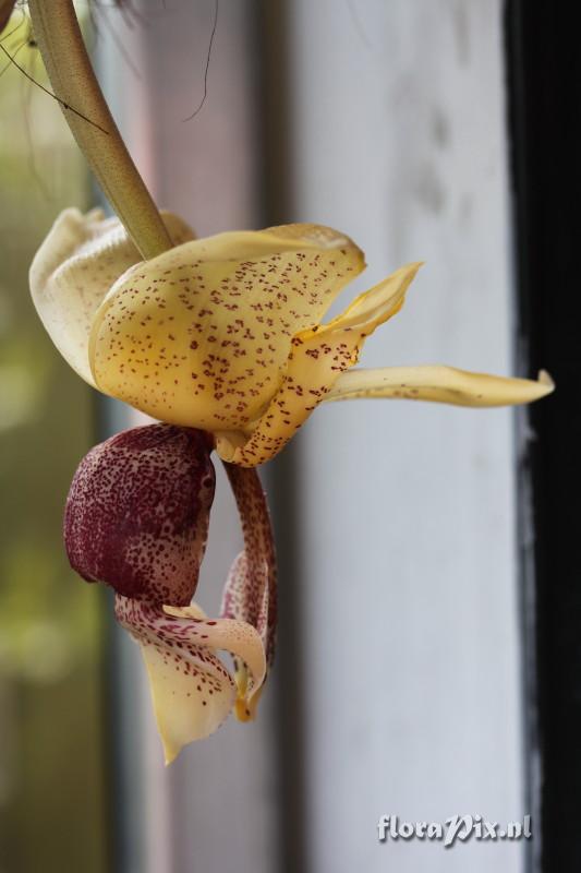 Stanhopea insignis