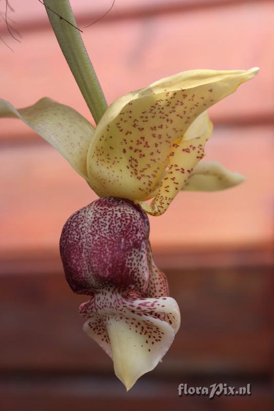 Stanhopea insignis