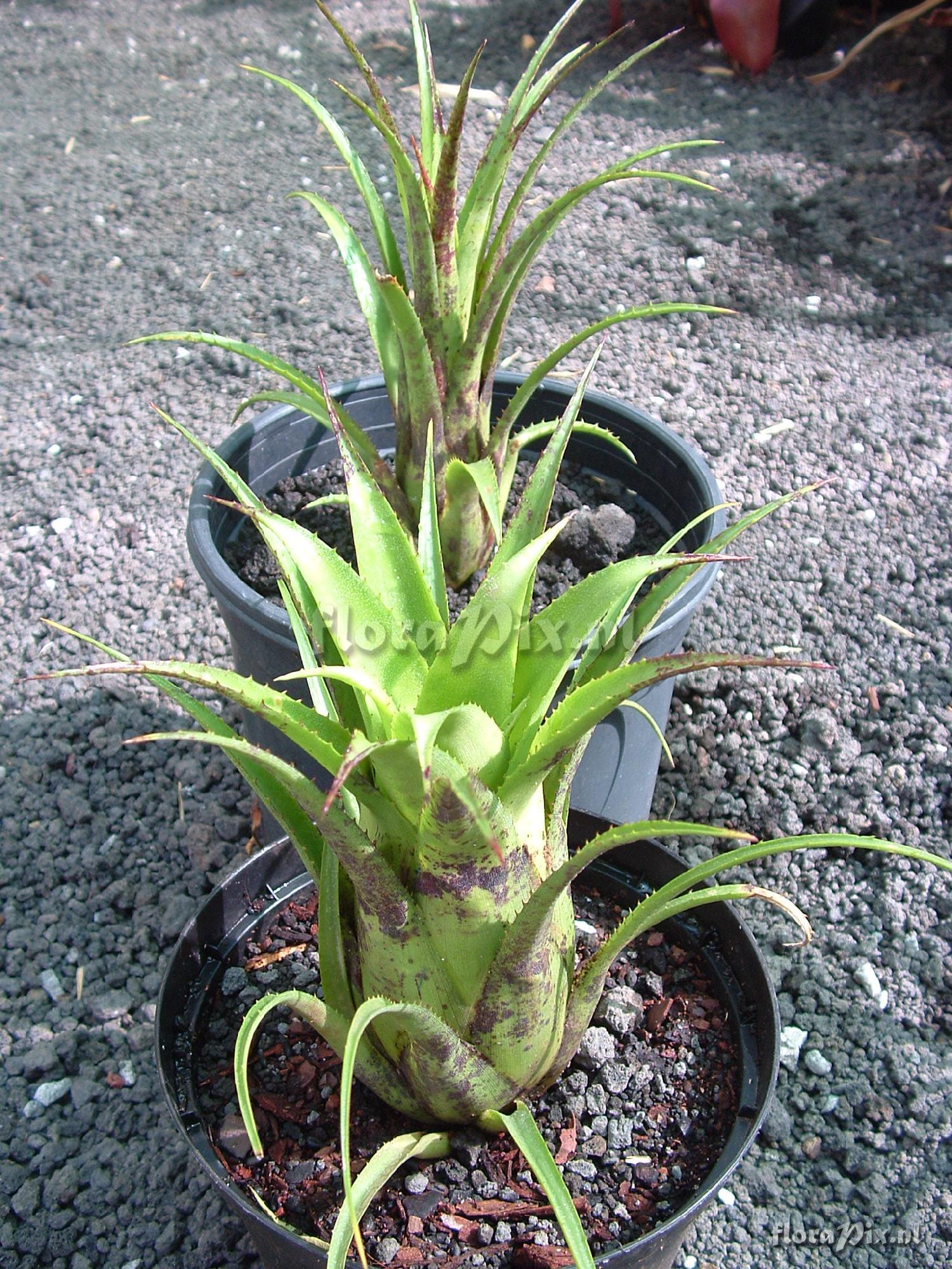 Aechmea recurvata