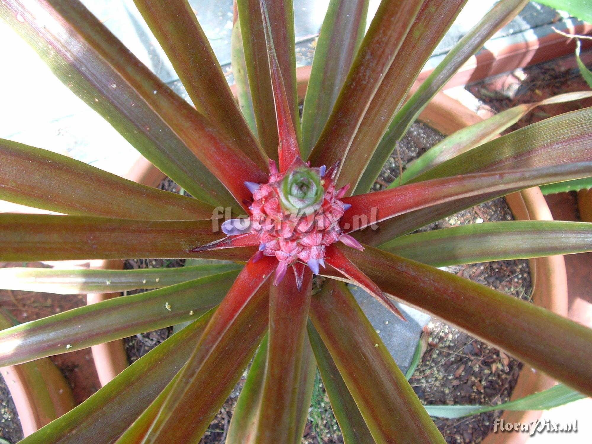 Ananas "chocolate" 