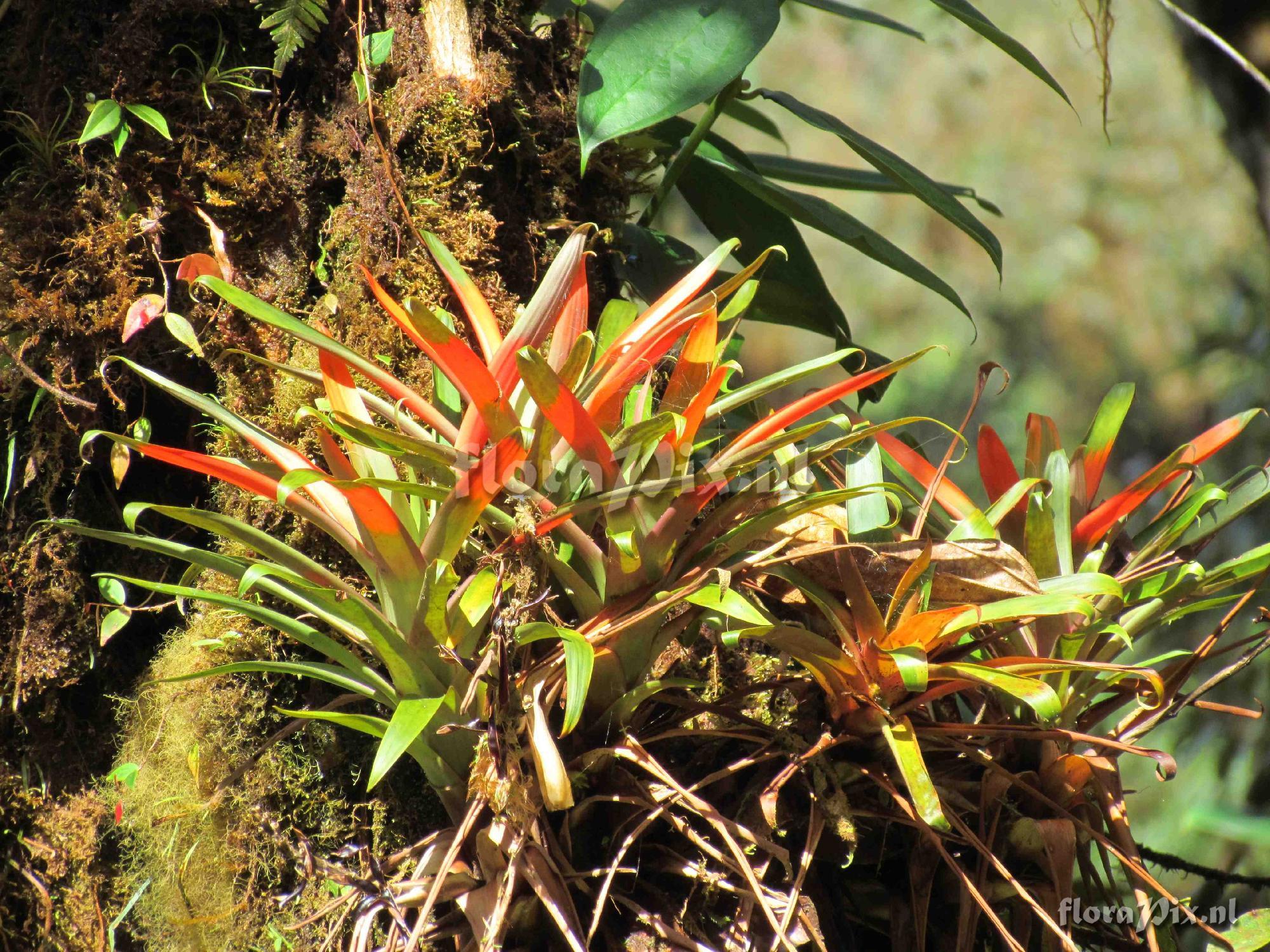 Guzmania sp. nov. aff nidularioides