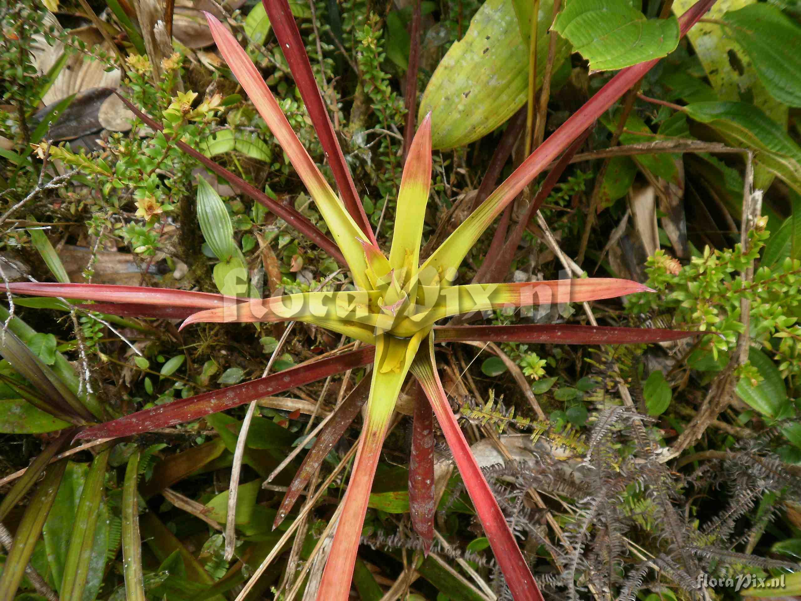 Guzmania adscendens