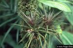 Guzmania angustifolia