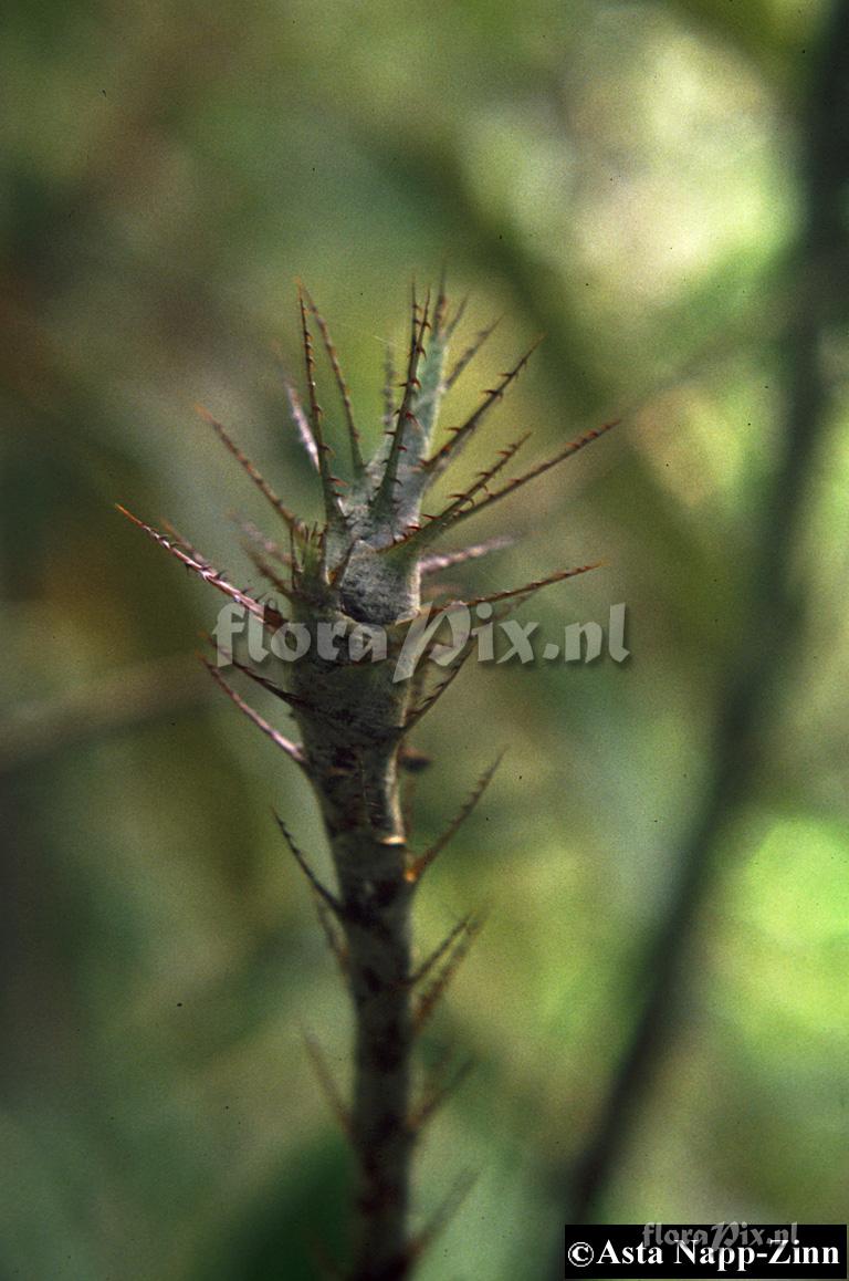 Pitcairnia riparia