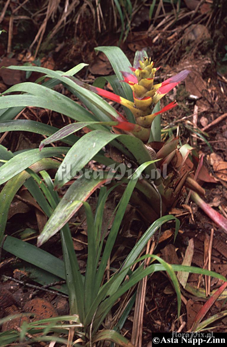 Guzmania squarrosa