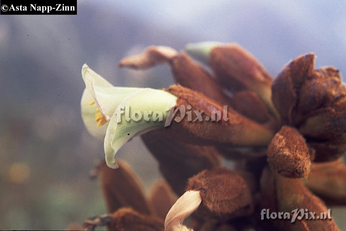 Puya nitida