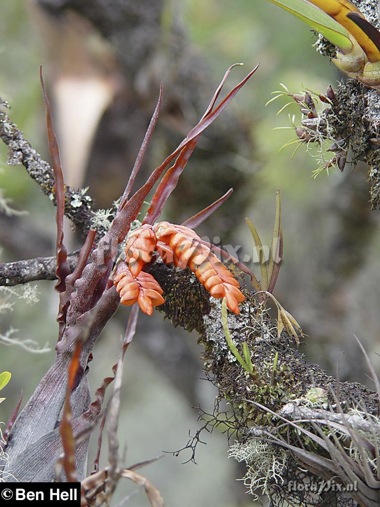 Racinaea undulifolia