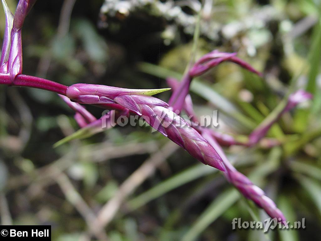 Tillandsia barbeyana