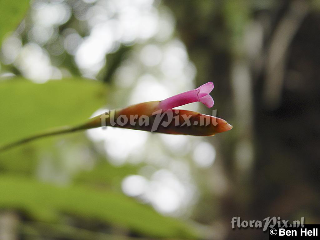 Tillandsia complanata