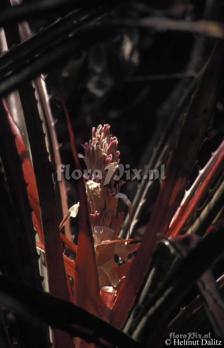 Bromelia pinguin