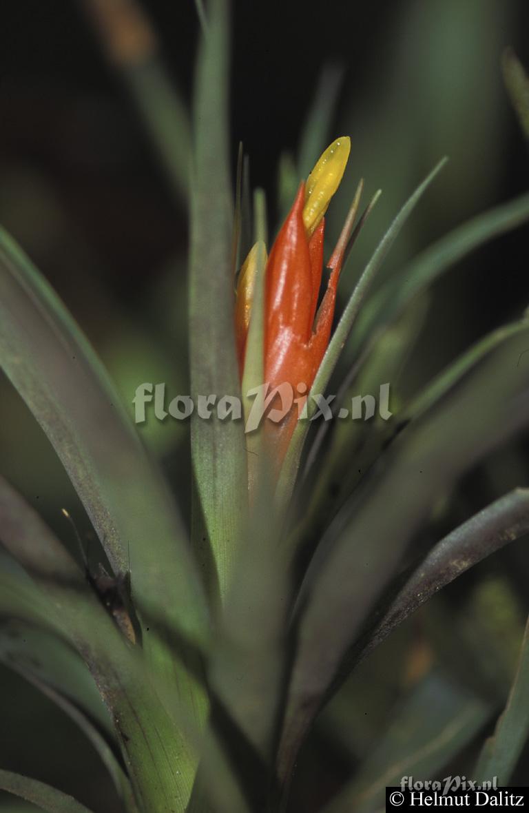 Guzmania nicaraguensis