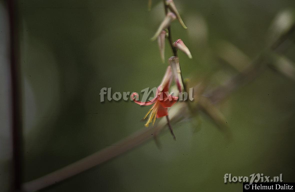 Pitcairnia valerii