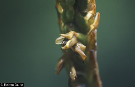 Werauhia gladioliflora
