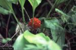 Pitcairnia nigra