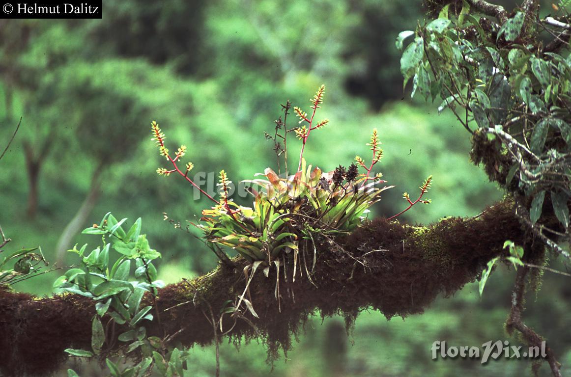 Guzmania rhonhofiana