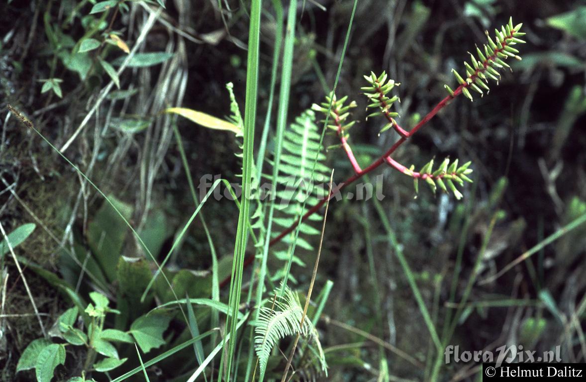  Guzmania rhonhofiana