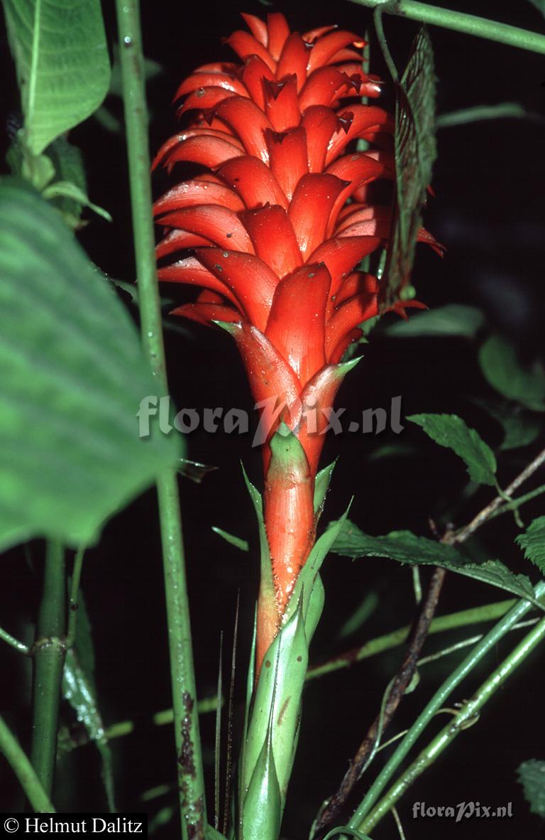 Pitcairnia nigra