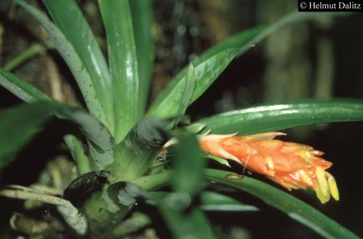  Guzmania cf. angustifolia