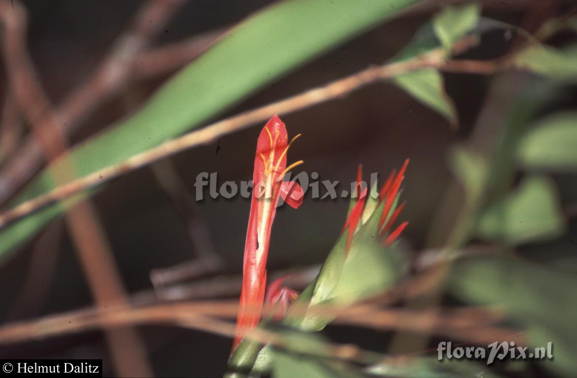 Pitcairnia riparia